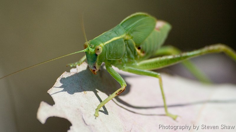 Leaf Hopper Leaf Hopper